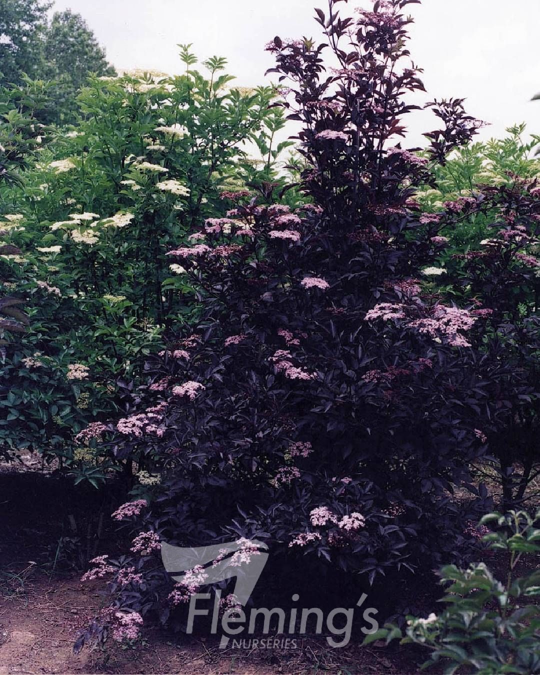 the plant broker
