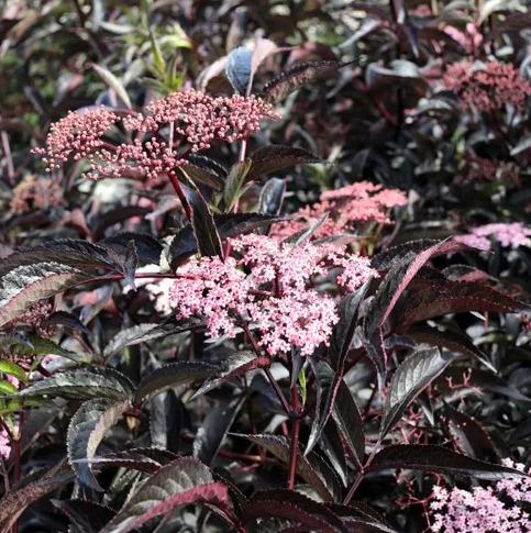 Sambucus nigra 'Black Beauty'