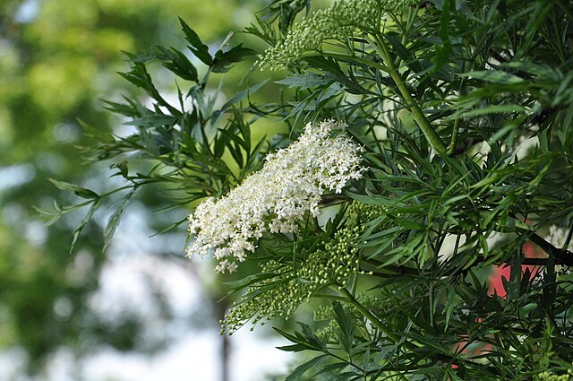 the plant broker