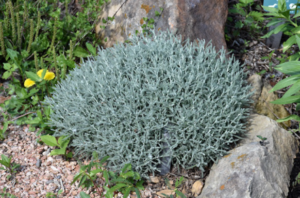 Santolina chamaecyparissus