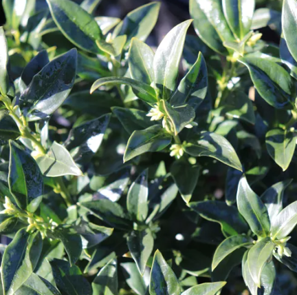 Sarcococca confusa