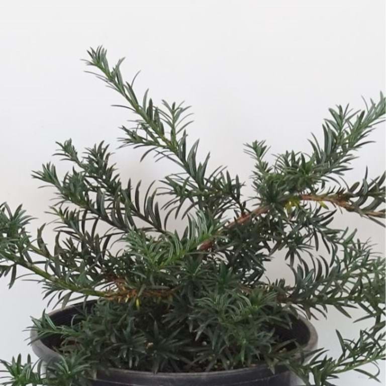 the plant broker