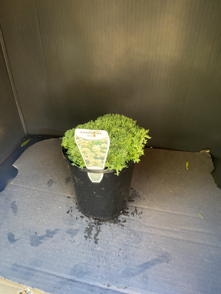 the plant broker