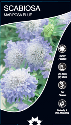 Scabiosa Mariposa Blue