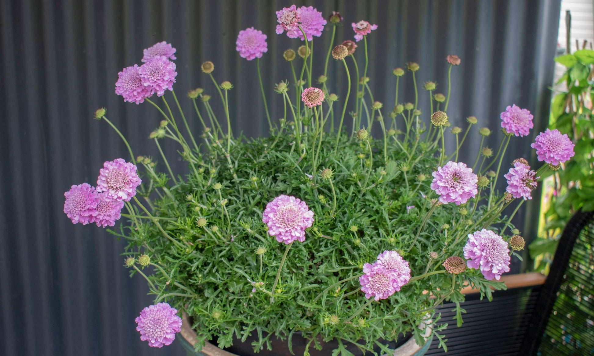 the plant broker
