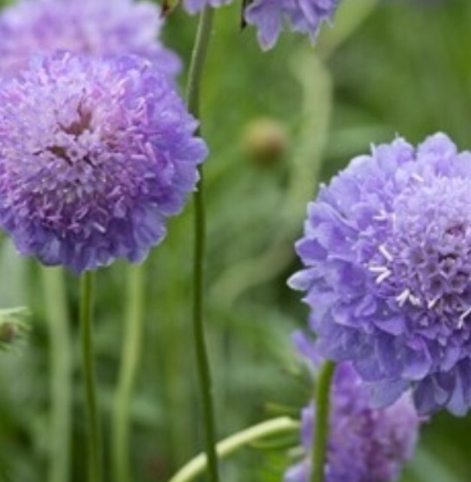Scabiosa atropurpurea Blue
