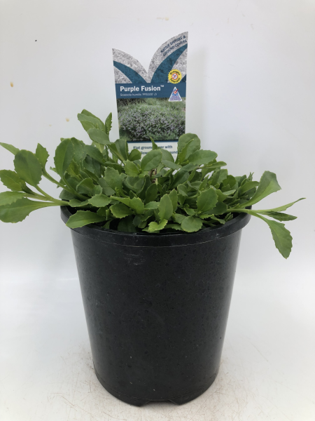 the plant broker