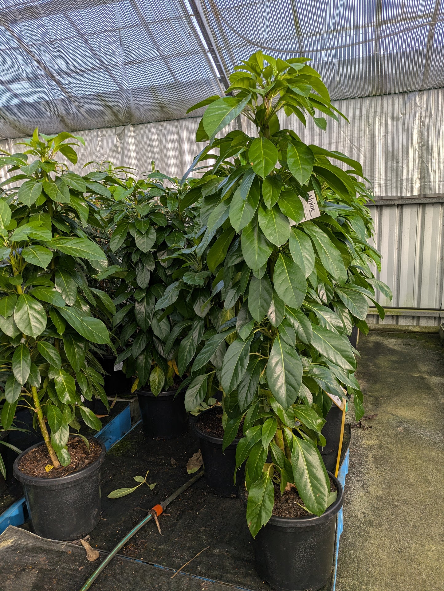Schefflera amate Alpine Junior