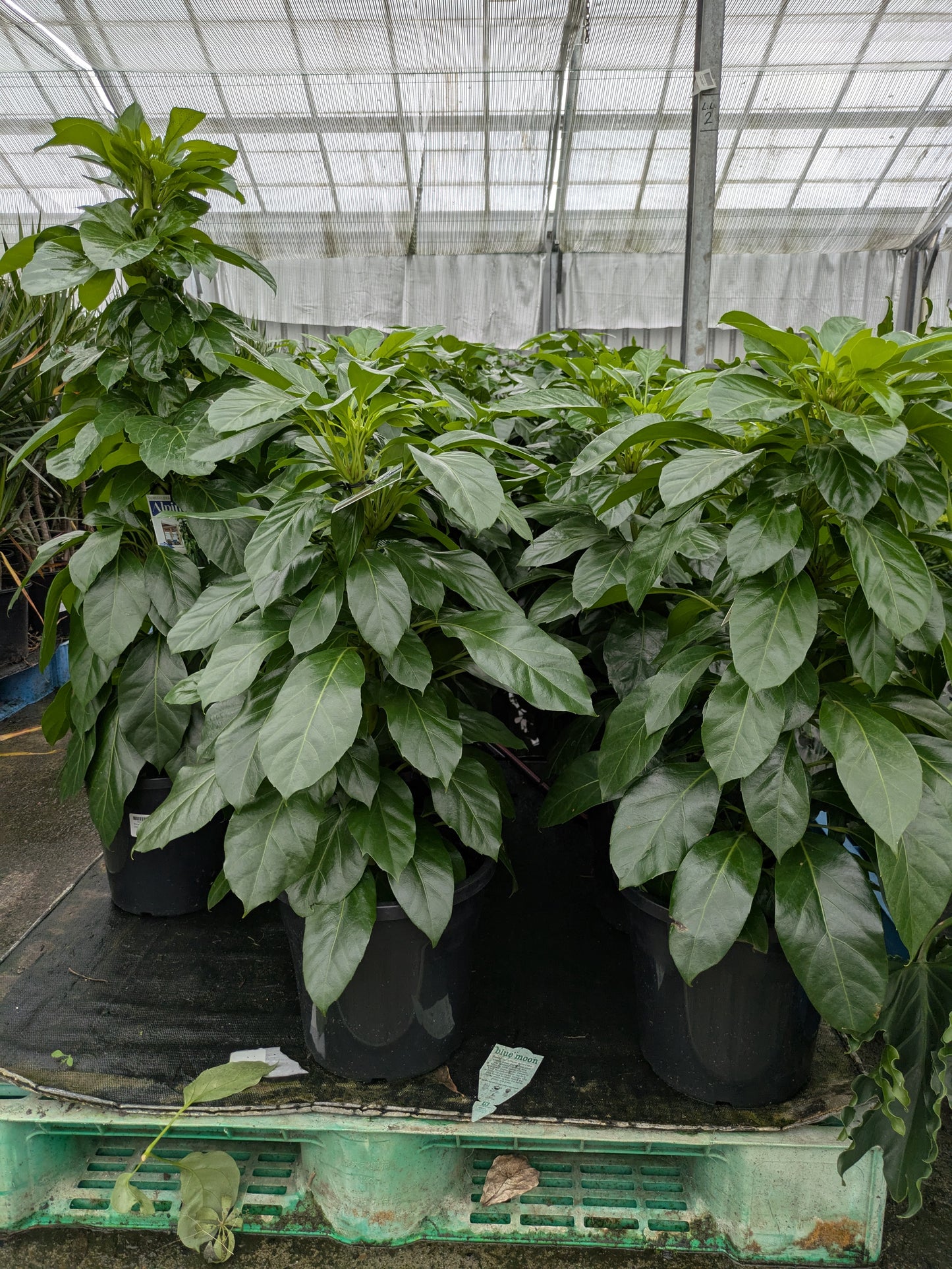Schefflera amate Alpine Junior