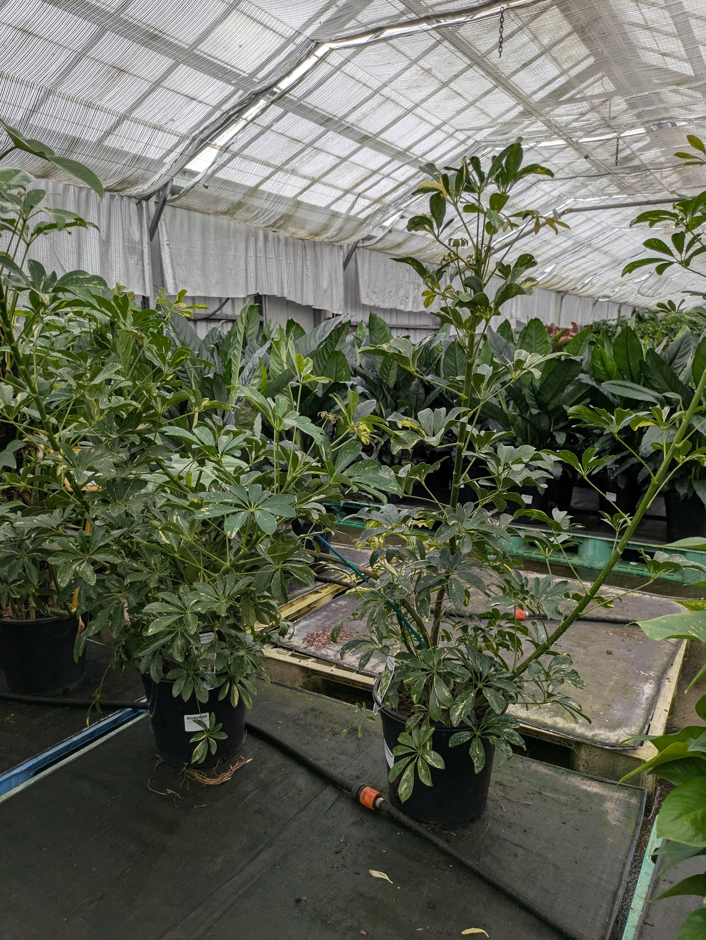 Schefflera arboricola Variegated