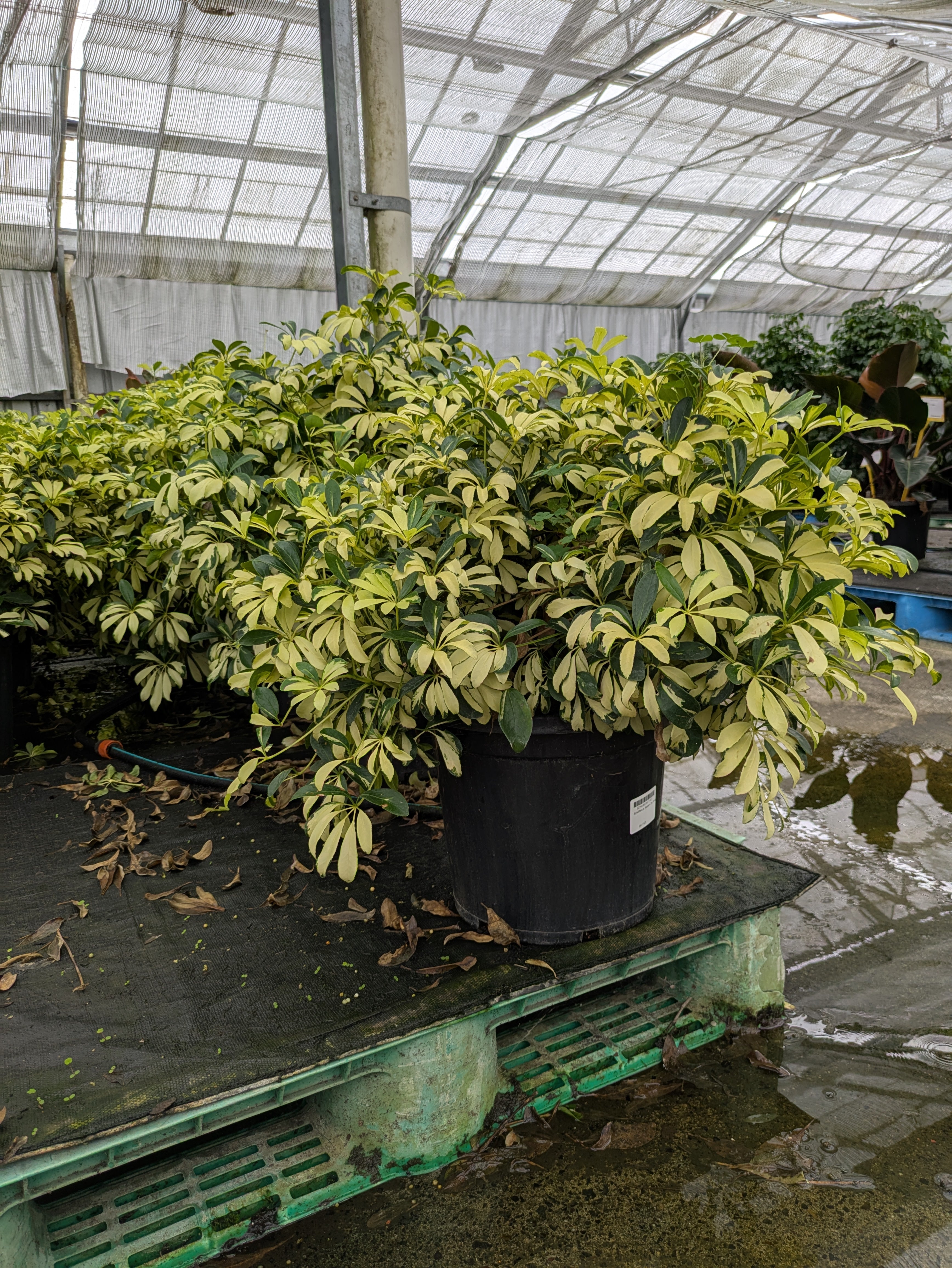 schefflera arboricola madame de smet Schefflera arboricola 'Madame de Smet' – The Plant Broker