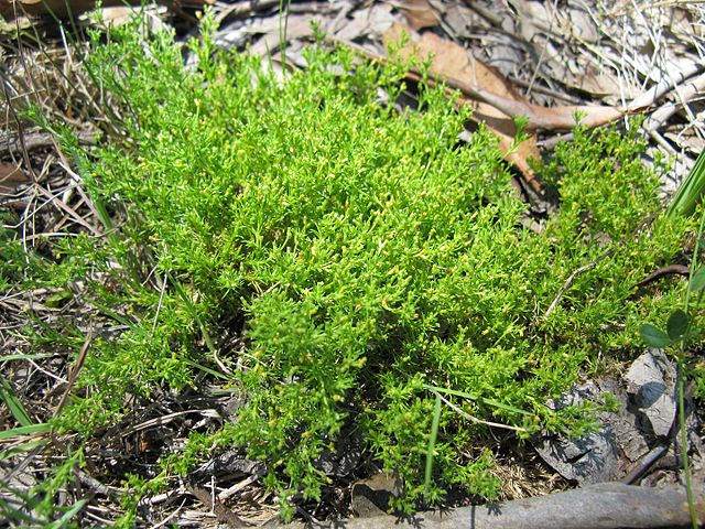 Scleranthus biflorus