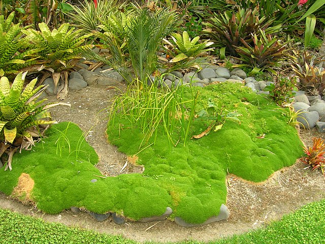 Scleranthus uniflorus