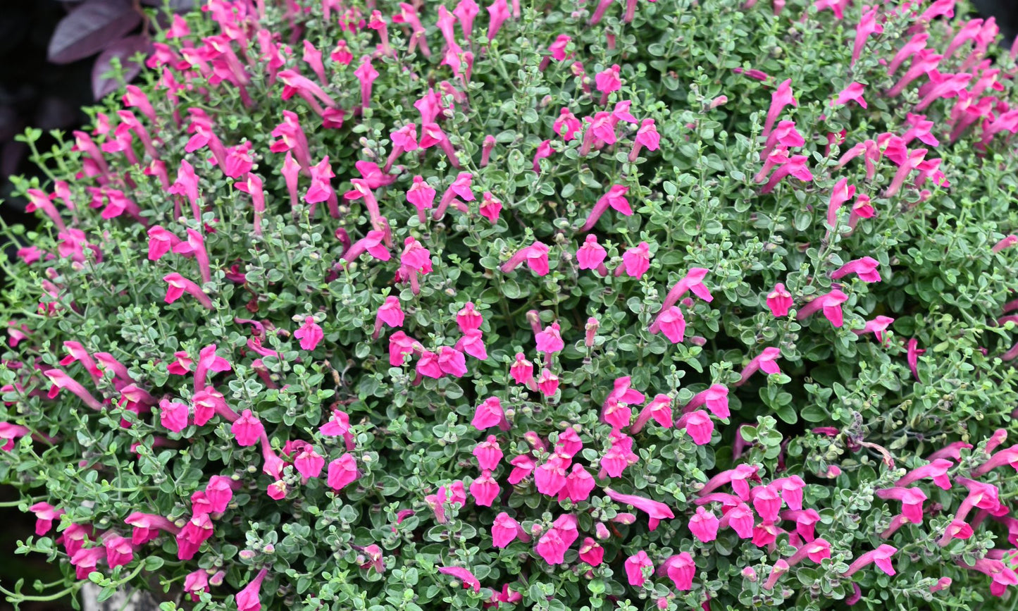 Scutellaria ‘Red Scooter’