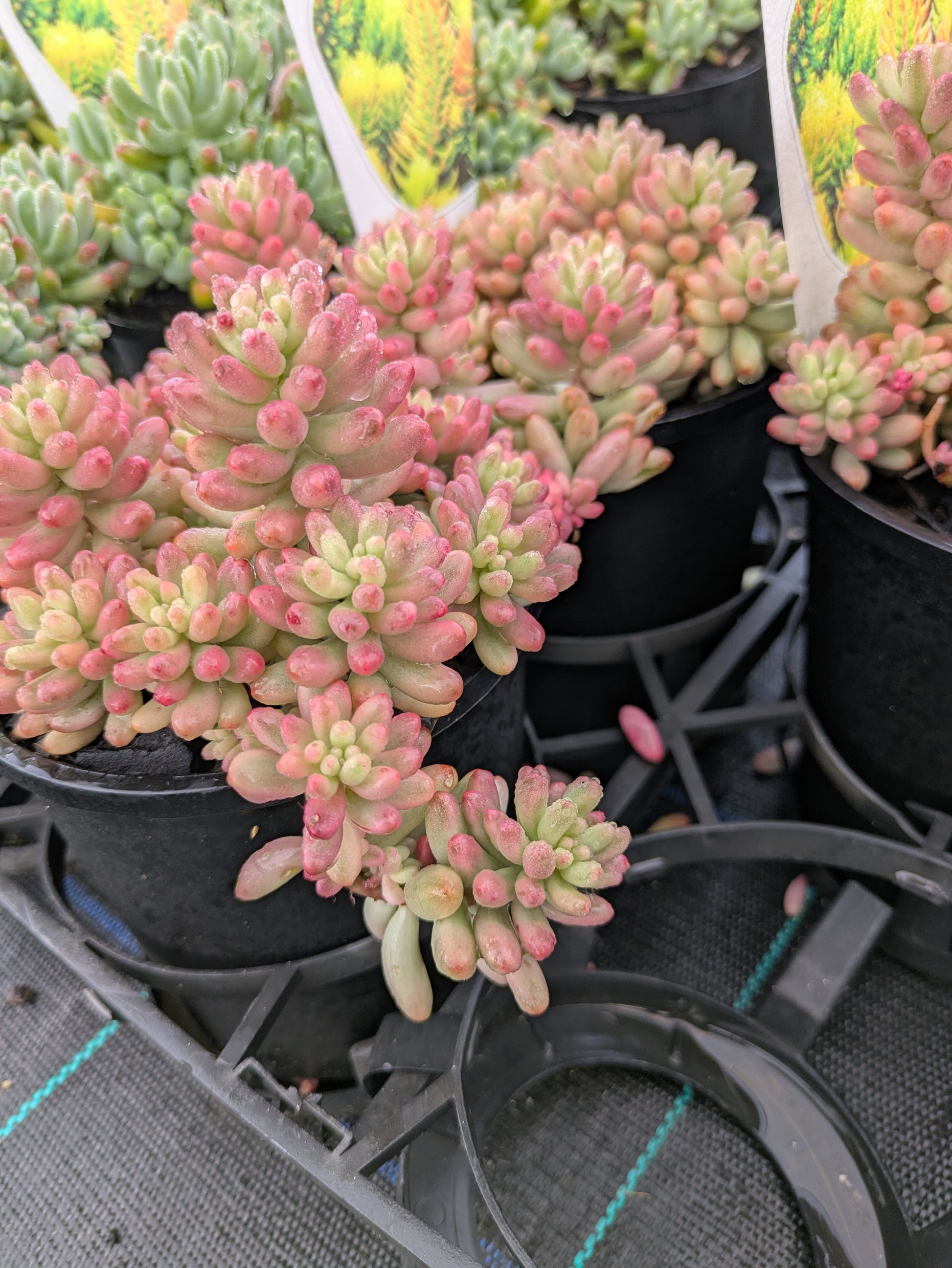the plant broker