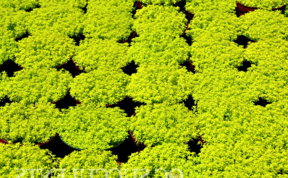 Sedum Gold Moss