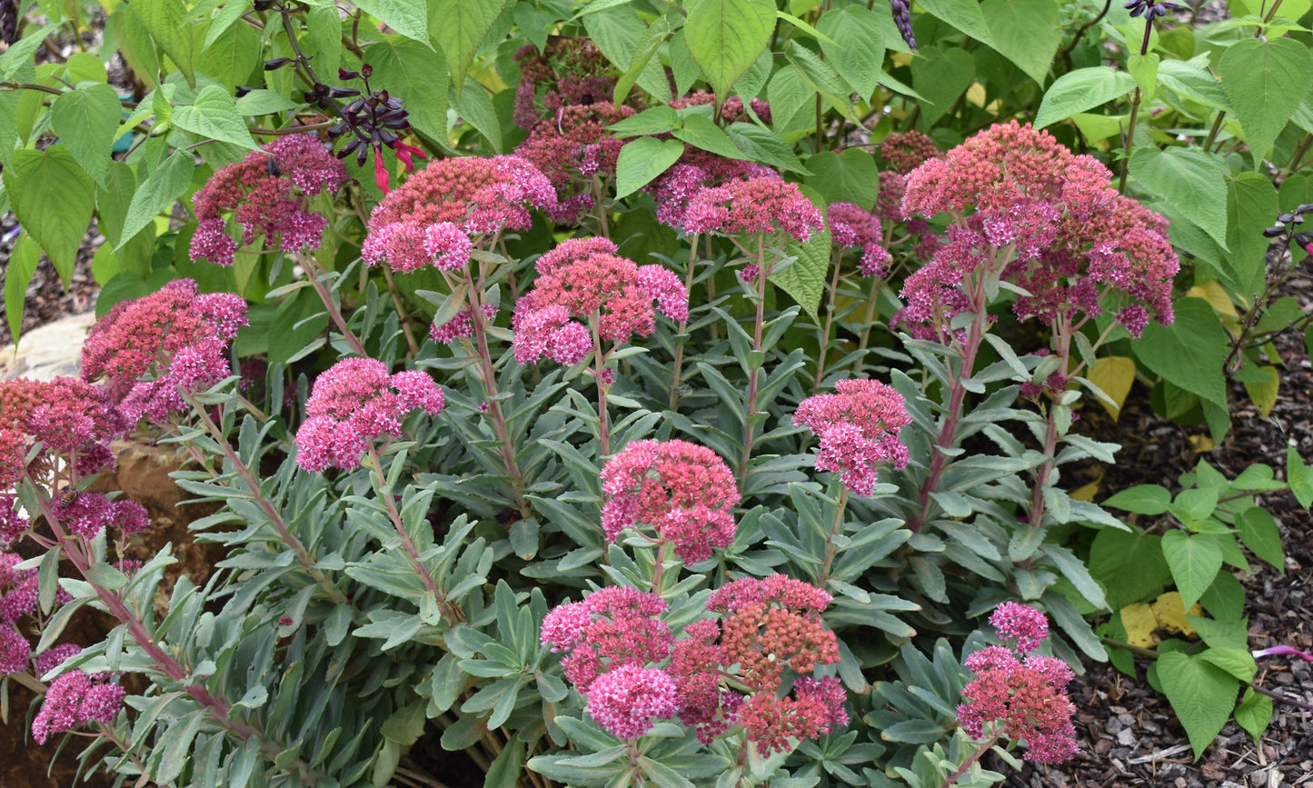 Sedum ‘Abbey Dore’