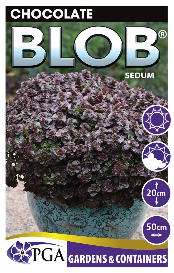 blob succulent Sedum 'Chocolate BLOB®' – The Plant Broker