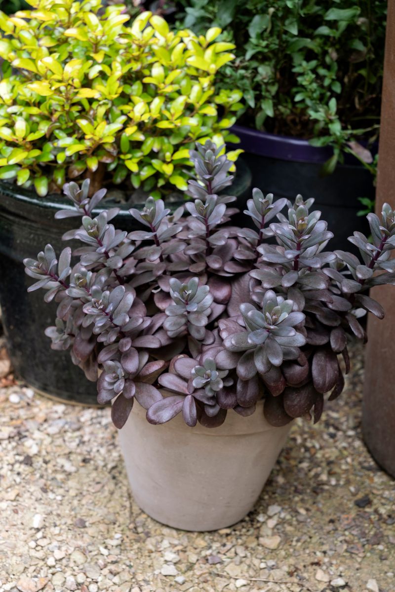 the plant broker