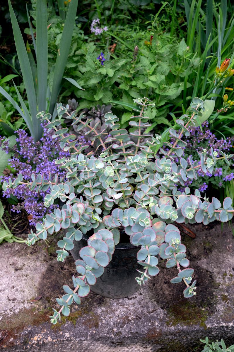 Sedum ‘Dragon’