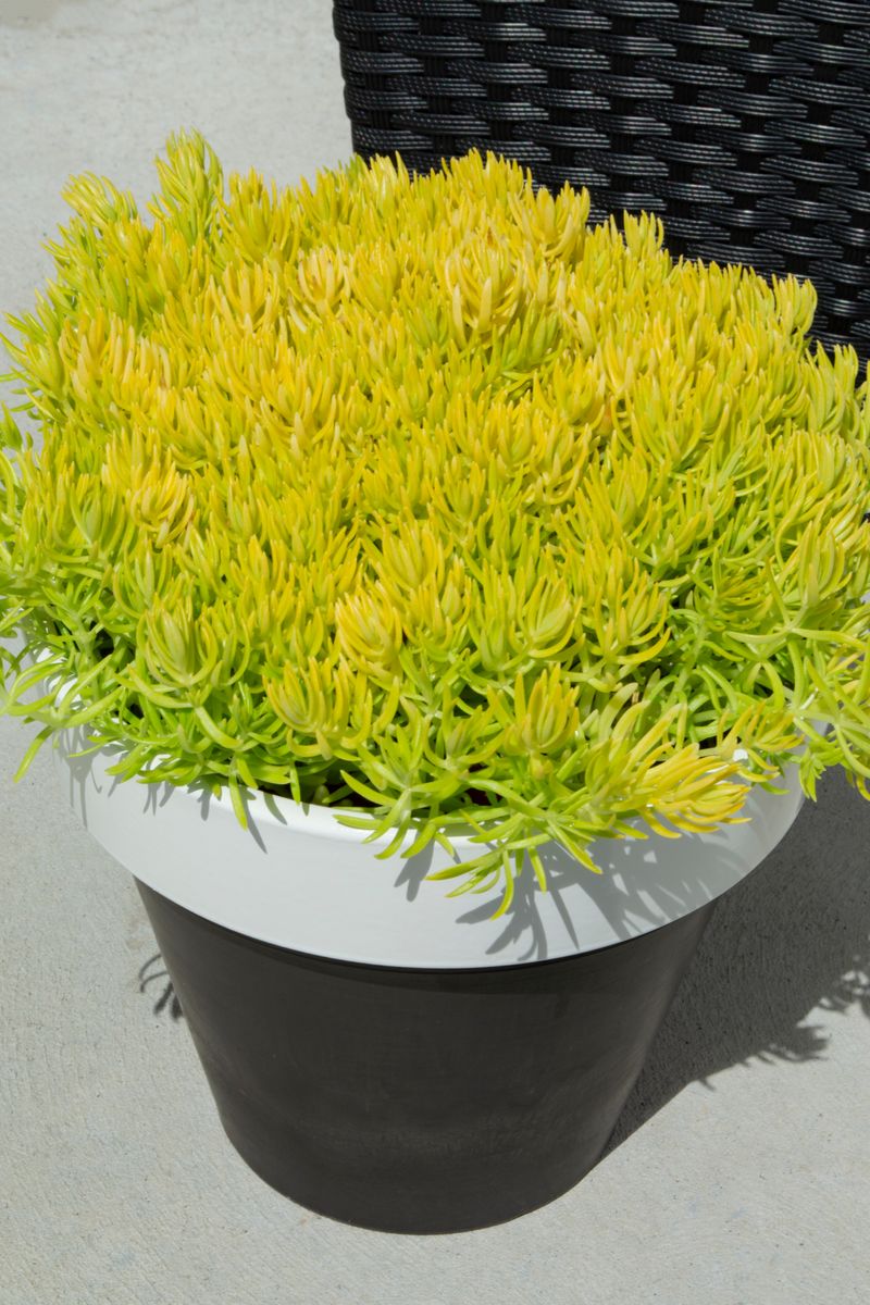 Sedum ‘Gold BLOB®’