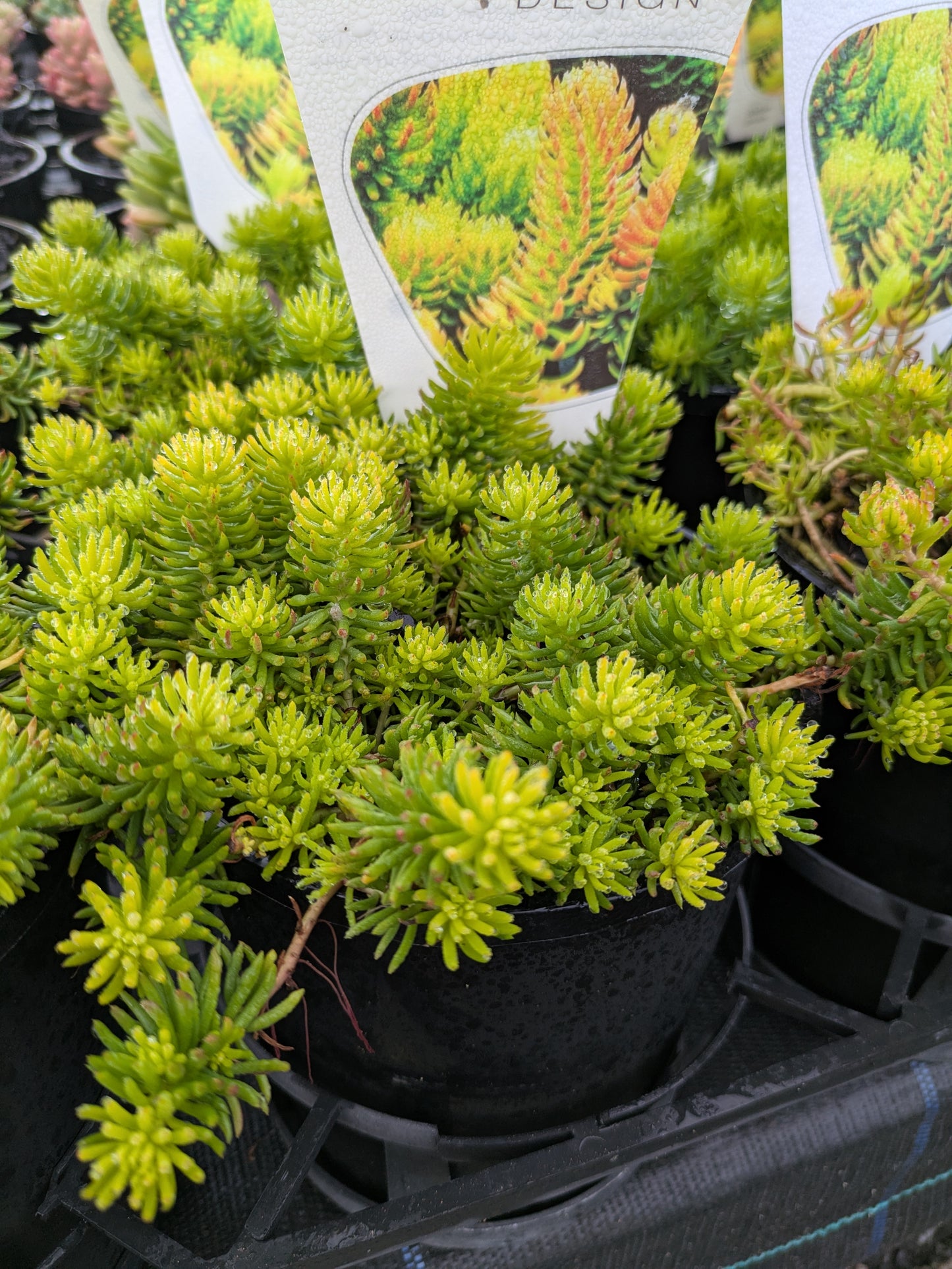 Sedum 'Goldmound'