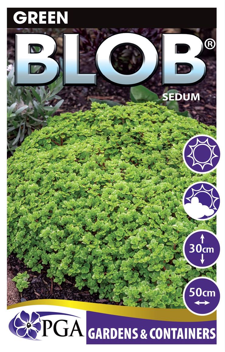 green blob succulent Sedum 'Green BLOB®' – The Plant Broker