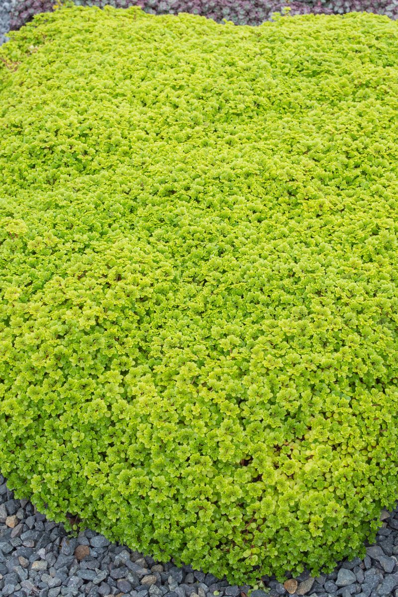 Sedum ‘Green BLOB®’
