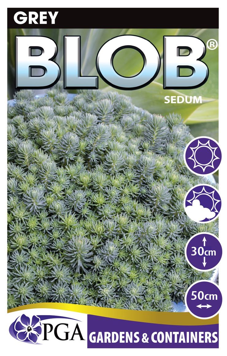 Sedum ‘Grey BLOB®’
