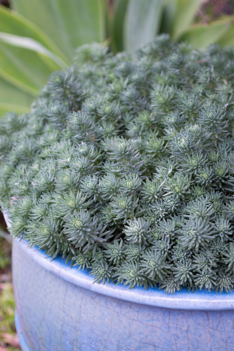 Sedum ‘Grey BLOB®’
