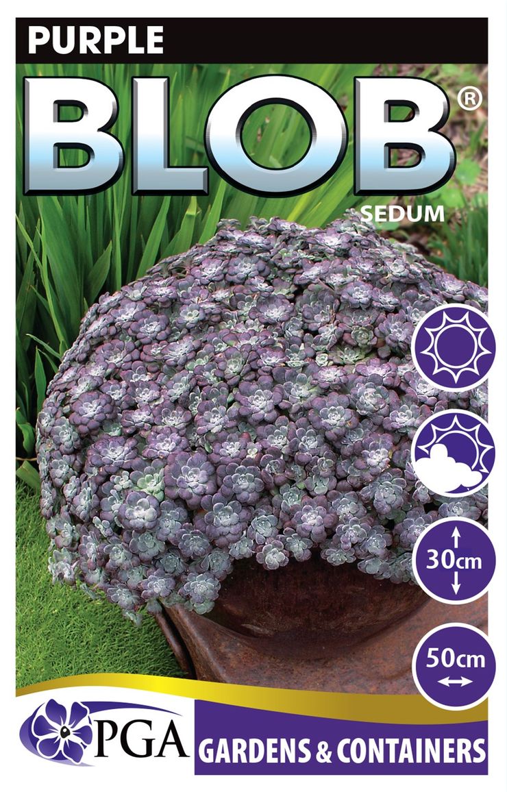 blob succulent Sedum 'Purple BLOB®' – The Plant Broker