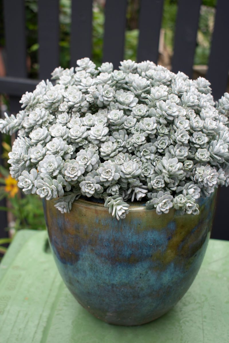 Sedum ‘Silver BLOB®’