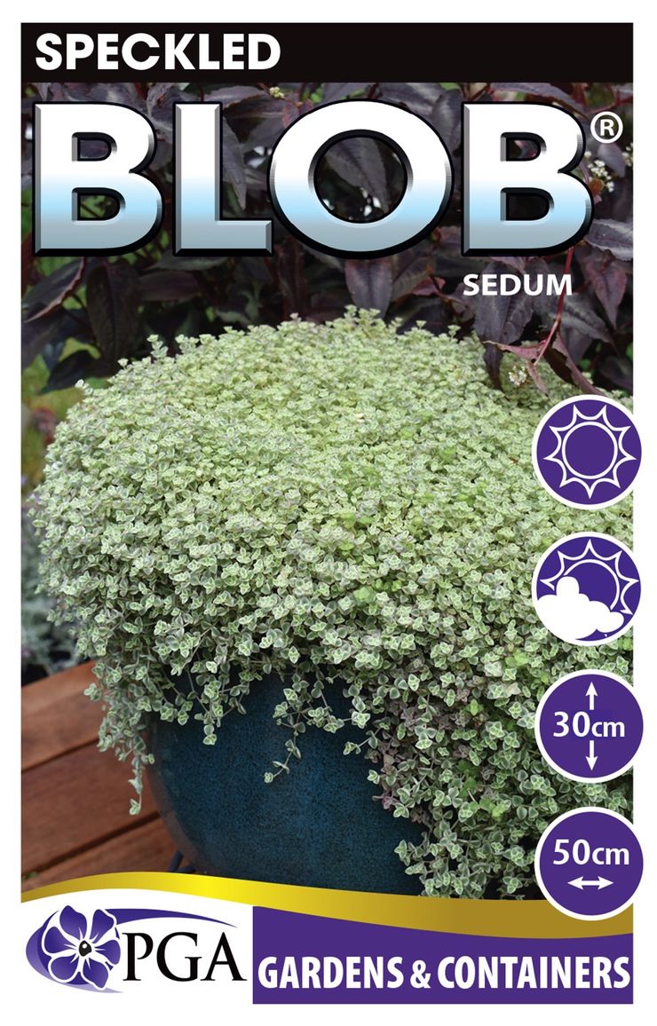 blob plant Sedum 'Speckled BLOB®' – The Plant Broker