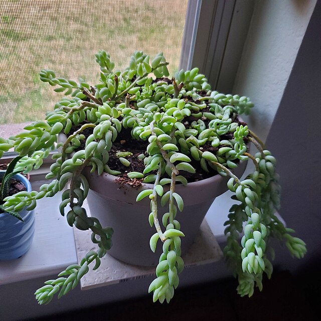 Sedum morganianum