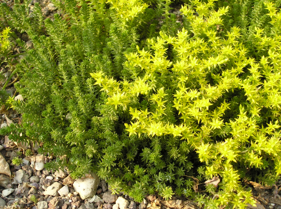 Sedum sexangulare