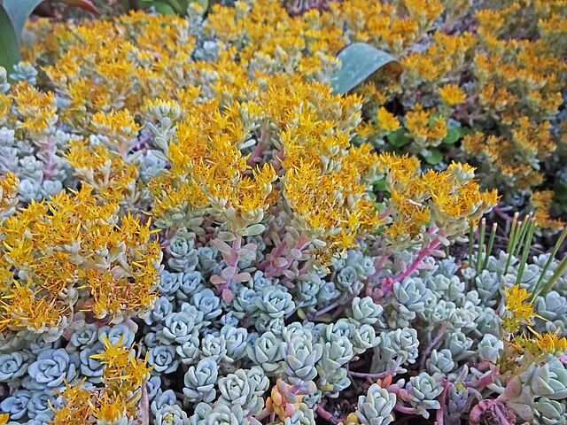 Sedum spathulifolium Cape Blanco