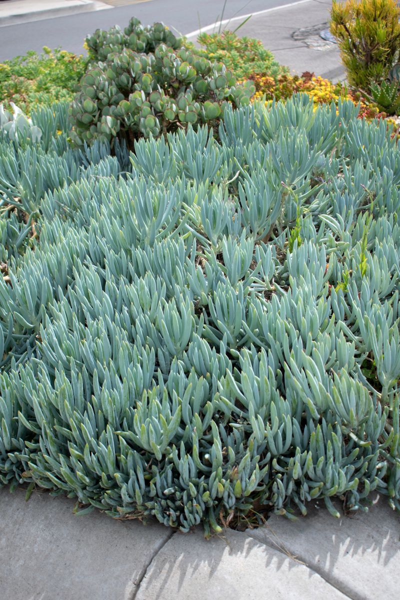 Senecio ‘Blue Chalk Sticks’
