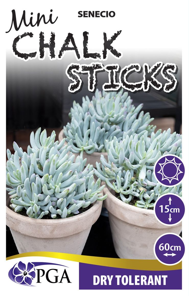 Senecio 'Mini Chalk Sticks' – The Plant Broker