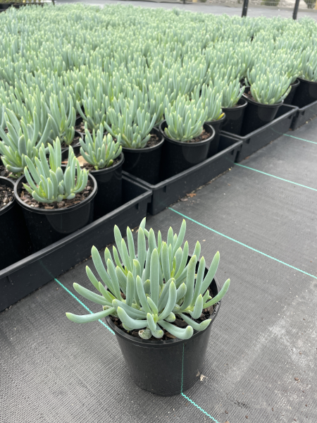 Senecio serpens