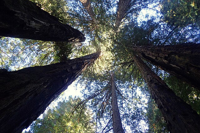 Sequoia sempervirens