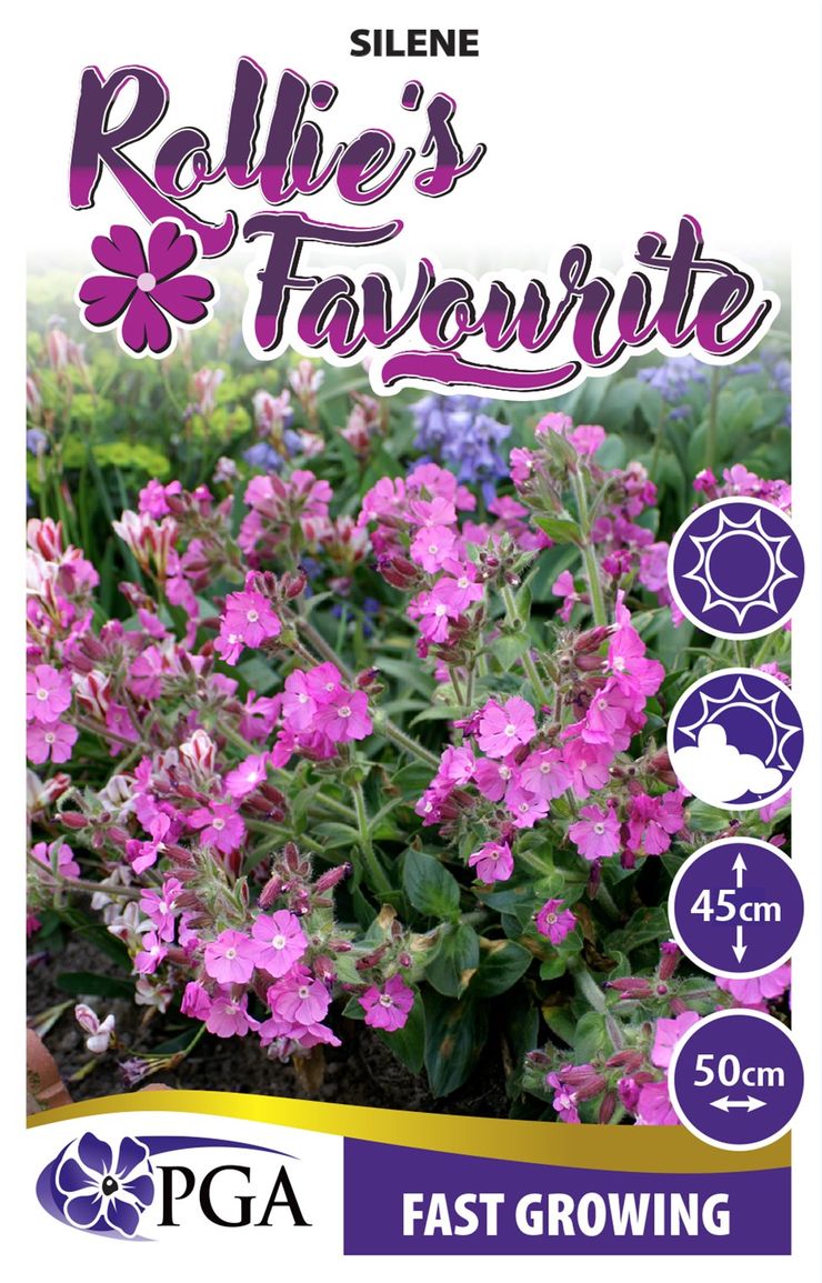 Silene ‘Rollie's Favorite’