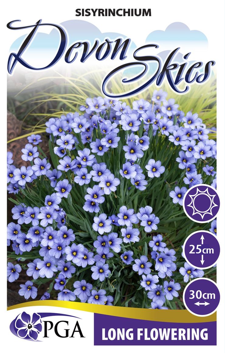 Sisyrinchium 'Devon Skies'  The Plant Broker