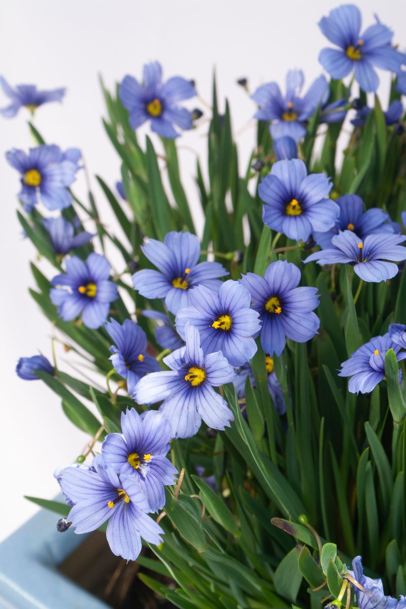 Sisyrinchium ‘Devon Skies’