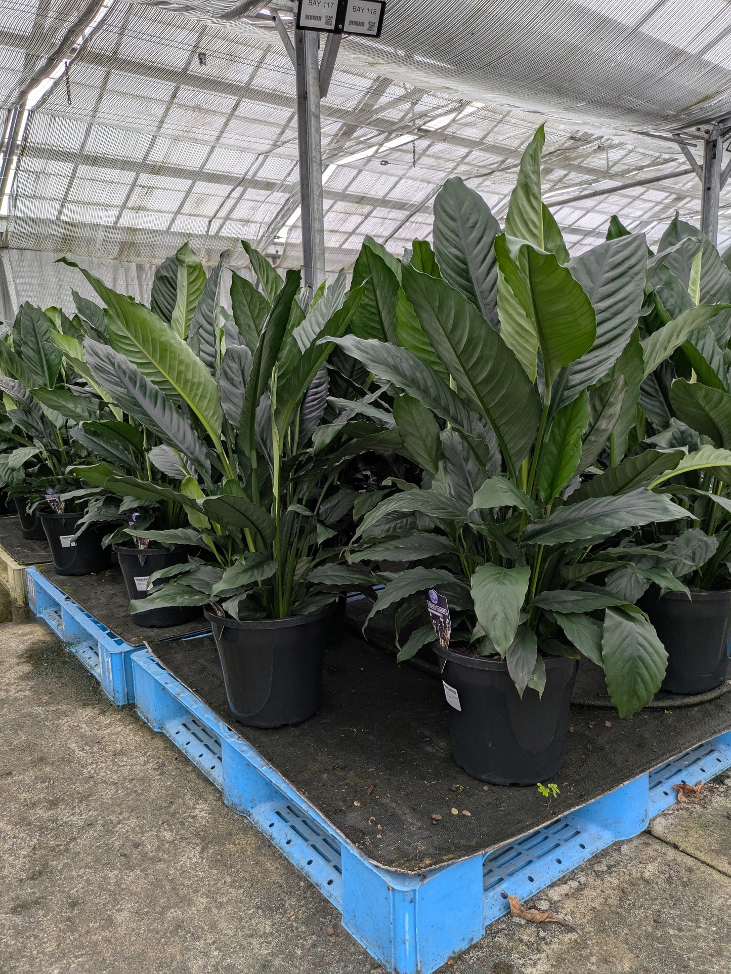 Spathiphyllum Blue Moon