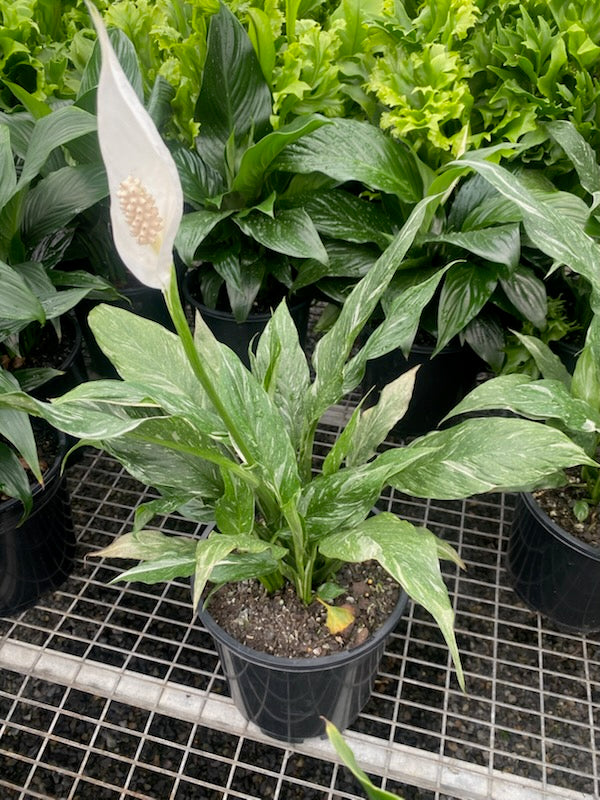 Spathiphyllum 'Jet Diamond'  The Plant Broker