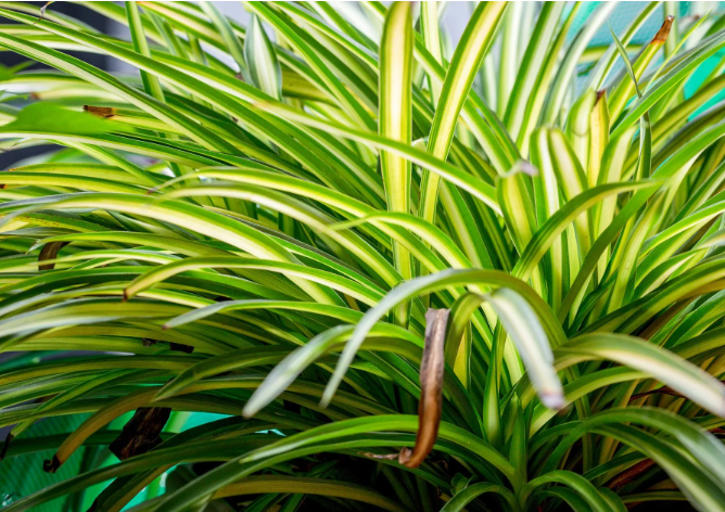 Chlorophytum comosum