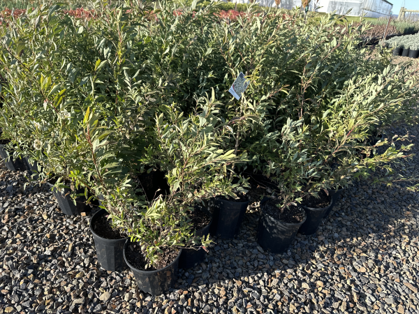 Spiraea cantoniensis Lanceata