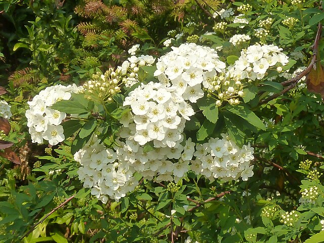 Spiraea nipponica Snowmound