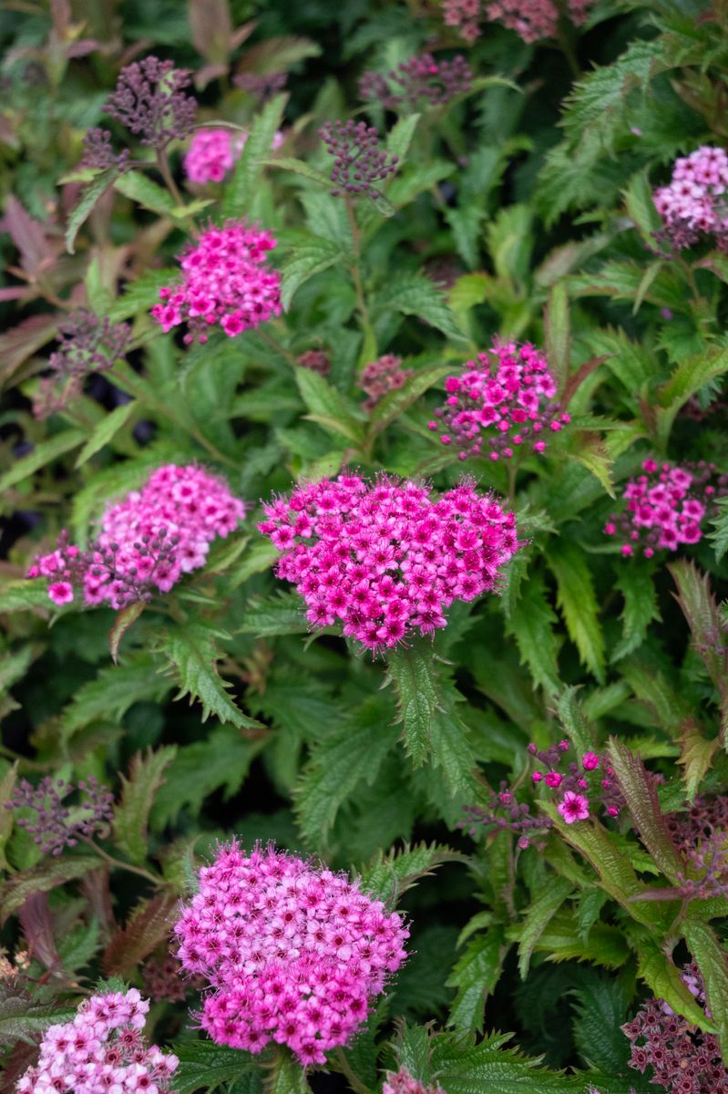 Spirea ‘Dolchica’