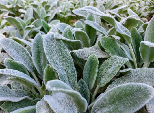 Stachys byzantina